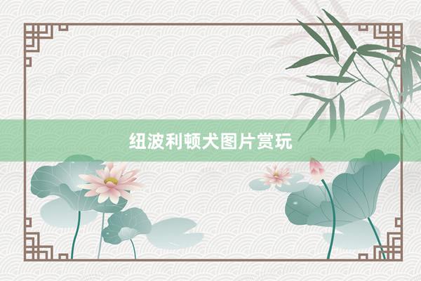 纽波利顿犬图片赏玩